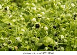 Attēlu rezultāti vaicājumam “Silene baccifera leaf”