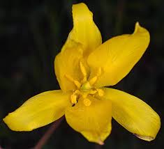 Attēlu rezultāti vaicājumam “Tulipa sylvestris”