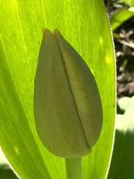 Attēlu rezultāti vaicājumam “Potamogeton praelongus”