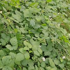 Attēlu rezultāti vaicājumam “Rubus caesius”