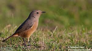 Image result for Phoenicurus moussieri