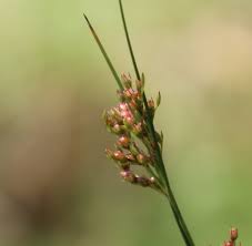 Attēlu rezultāti vaicājumam “Juncus inflexus bud”