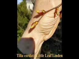 Attēlu rezultāti vaicājumam “Tilia cordata bud”