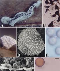 Attēlu rezultāti vaicājumam “Physarum bivalve spores”