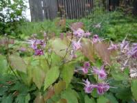 Attēlu rezultāti vaicājumam “Thalictrum lucidum flower”