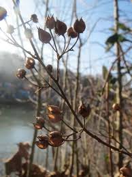 Attēlu rezultāti vaicājumam “Scrophularia nodosa fruit”