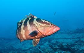 Image result for Epinephelus striatus