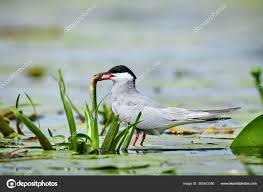 Attēlu rezultāti vaicājumam “Chlidonias hybrida”