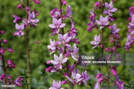 Image result for Diptam