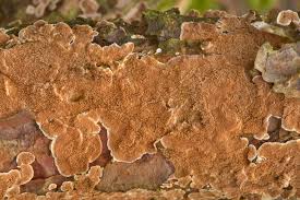 Attēlu rezultāti vaicājumam “Gloeoporus taxicola”