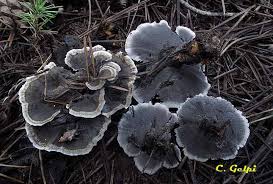 Attēlu rezultāti vaicājumam “Phellodon niger”