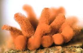 Attēlu rezultāti vaicājumam “Arcyria incarnata”