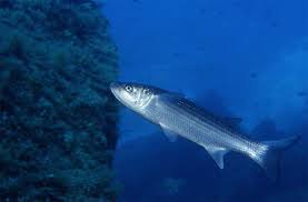 Image result for Chelon labrosus