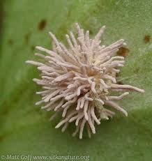 Attēlu rezultāti vaicājumam “Torrubiella arachnophila”