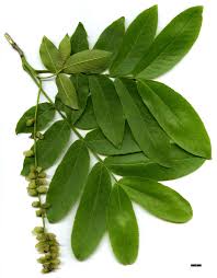 Attēlu rezultāti vaicājumam “Pterocarya fraxinifolia leaf”