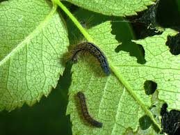 Attēlu rezultāti vaicājumam “Malacosoma castrensis”