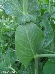 Attēlu rezultāti vaicājumam “Pisum sativum leaf”