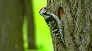 Attēlu rezultāti vaicājumam “Dendrocopos minor male”
