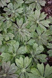 Attēlu rezultāti vaicājumam “Podophyllum hexandrum”