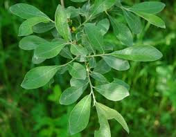 Attēlu rezultāti vaicājumam “Salix cinerea leaf”
