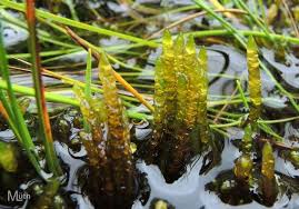 Attēlu rezultāti vaicājumam “Campylium stellatum sporophyte”