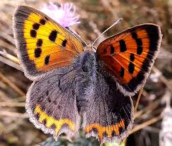 Attēlu rezultāti vaicājumam “Lycaena phlaeas”