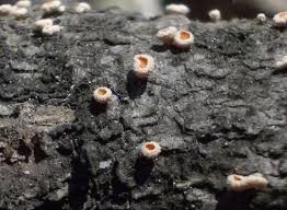 Attēlu rezultāti vaicājumam “Lachnellula willkommii”