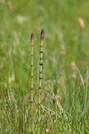 Attēlu rezultāti vaicājumam “Equisetum palustre”