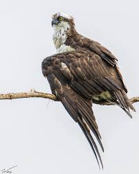 Attēlu rezultāti vaicājumam “Pandion haliaetus”