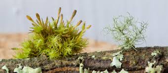 Attēlu rezultāti vaicājumam “Bryum moravicum”