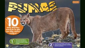 Image result for Craigmount Cougars