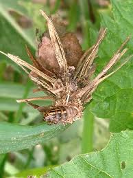 Attēlu rezultāti vaicājumam “Canephora hirsuta larva”