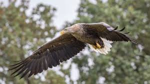 Image result for Haliaeetus albicilla