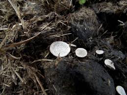 Attēlu rezultāti vaicājumam “Poronia punctata”