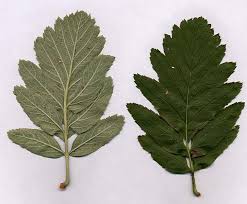Attēlu rezultāti vaicājumam “Sorbus intermedia leaf”