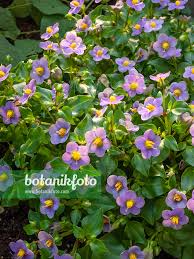 Image result for Exacum affine