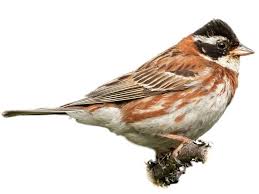 Image result for Emberiza rustica