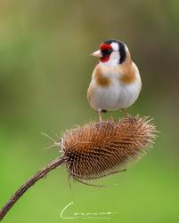 Attēlu rezultāti vaicājumam “Carduelis carduelis”