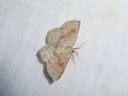 Attēlu rezultāti vaicājumam “Cyclophora albipunctata”