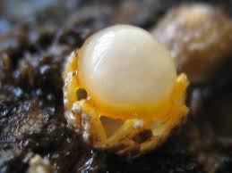 Attēlu rezultāti vaicājumam “Sphaerobolus stellatus”