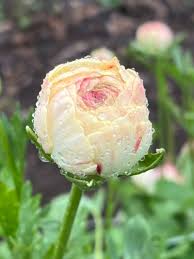 Attēlu rezultāti vaicājumam “Ranunculus lanuginosus bud”