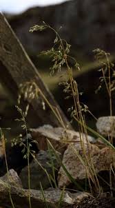 Attēlu rezultāti vaicājumam “Poa humilis”