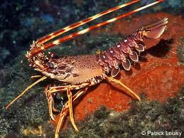 Image result for Palinurus elephas