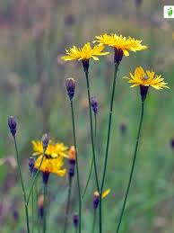 Attēlu rezultāti vaicājumam “Leontodon autumnalis”