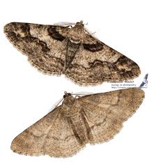 Attēlu rezultāti vaicājumam “Cleora cinctaria”