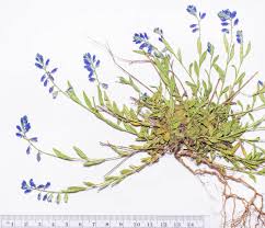 Attēlu rezultāti vaicājumam “Polygala vulgaris”