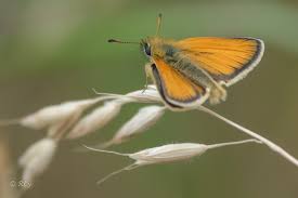 Attēlu rezultāti vaicājumam “Thymelicus lineola male”