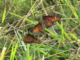 Image result for monarch caterpillar