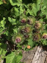 Attēlu rezultāti vaicājumam “Arctium nemorosum”