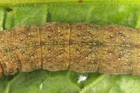 Attēlu rezultāti vaicājumam “Mniotype satura”